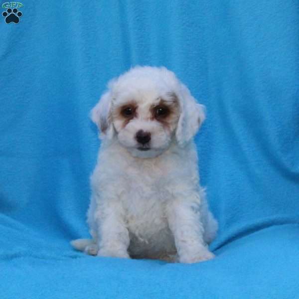 Sugar, Cockapoo Puppy